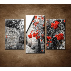 Obrazy na stenu - Červené ruže - 3-dielny 75x50cm