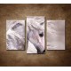 Obrazy na stenu - Šedý koník - 3dielny 75x50cm