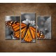 Obrazy na stenu - Oranžový motýľ - 3dielny 75x50cm