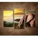 Obrazy na stenu - Slon v Afrike - 3dielny 75x50cm