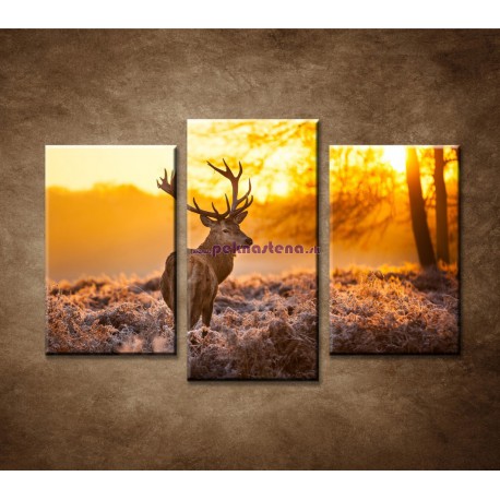 Obrazy na stenu - Jeleň - 3dielny 75x50cm