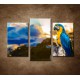 Obrazy na stenu - Papagáj - 3dielny 75x50cm