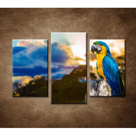 Obrazy na stenu - Papagáj - 3dielny 75x50cm