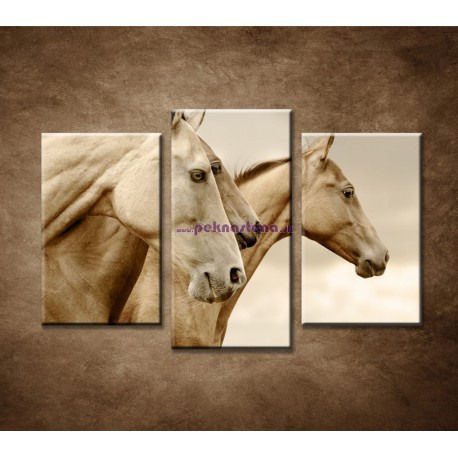 Obrazy na stenu - Krásne kone - 3dielny 75x50cm