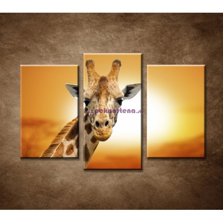 Obrazy na stenu - Žirafa - 3dielny 75x50cm