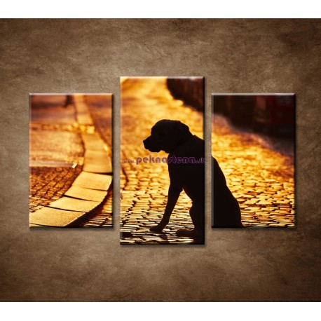 Obrazy na stenu - Čakajúci pes - 3dielny 75x50cm