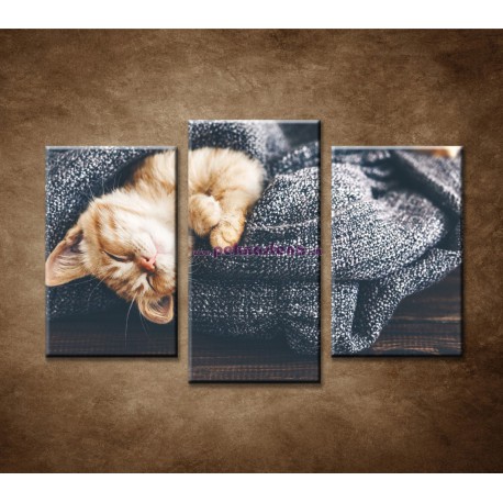 Obrazy na stenu - Spiace mačiatko - 3dielny 75x50cm