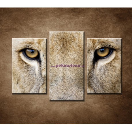Obrazy na stenu - Leví pohľad - 3dielny 75x50cm