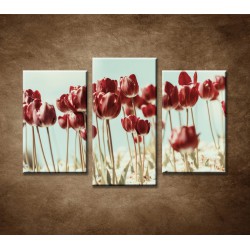 Obrazy na stenu - Retro tulipány - 3-dielny 75x50cm