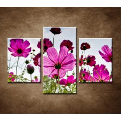 Obrazy na stenu - Lúčne kvety - 3dielny 90x60cm