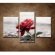 Obrazy na stenu - Červená ruža na kameňoch - 3dielny 90x60cm
