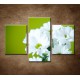 Obrazy na stenu - Biele chryzantémy - 3dielny 90x60cm