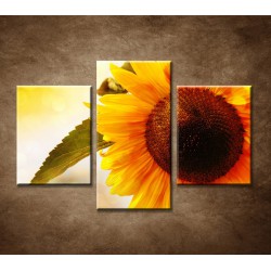 Obrazy na stenu - Letná slnečnica - 3dielny 90x60cm