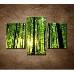 Obrazy na stenu - Zelený les - 3dielny 90x60cm