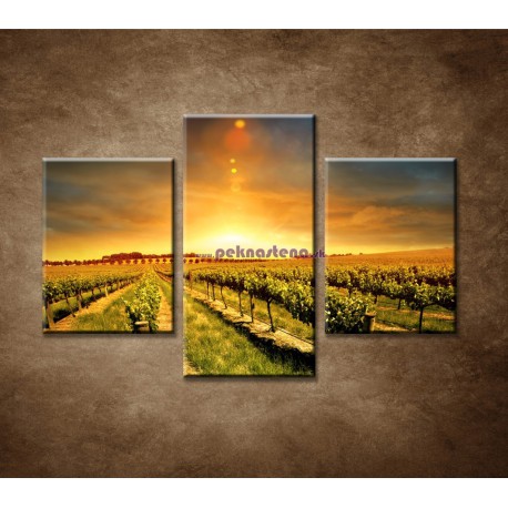 Obrazy na stenu - Západ nad vinohradom - 3dielny 90x60cm