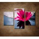 Obrazy na stenu - Kvitnúce lekno - 3dielny 90x60cm