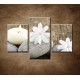 Obrazy na stenu - Sivé kamene a biele kvety - 3dielny 90x60cm