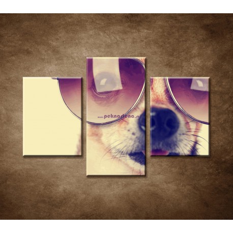 Obrazy na stenu - Pes - 3dielny 90x60cm