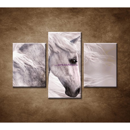 Obrazy na stenu - Šedý koník - 3dielny 90x60cm