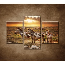 Obrazy na stenu - Zebry - 3dielny 90x60cm
