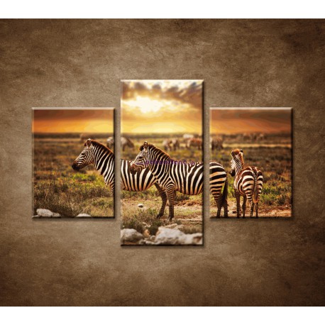 Obrazy na stenu - Zebry - 3dielny 90x60cm