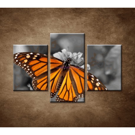 Obrazy na stenu - Oranžový motýľ - 3dielny 90x60cm