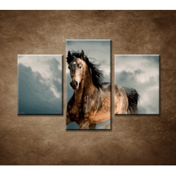 Obrazy na stenu - Divoký žrebec - 3dielny 90x60cm