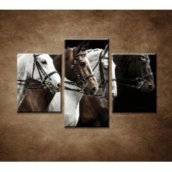 Obrazy na stenu - Štyri kone - 3dielny 90x60cm