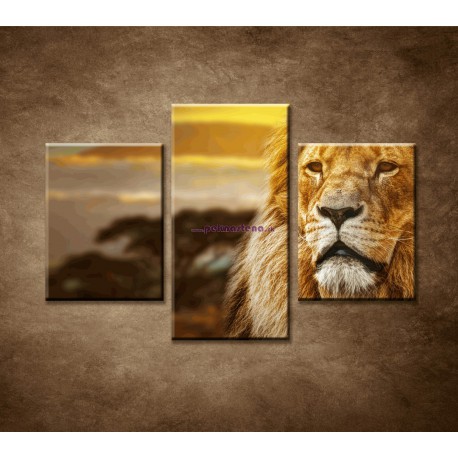 Obrazy na stenu - Lev na Savane - 3dielny 90x60cm