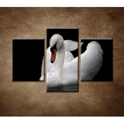 Obrazy na stenu - Labuď na vode - 3dielny 90x60cm