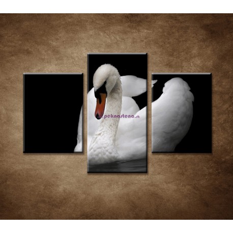Obrazy na stenu - Labuď na vode - 3dielny 90x60cm