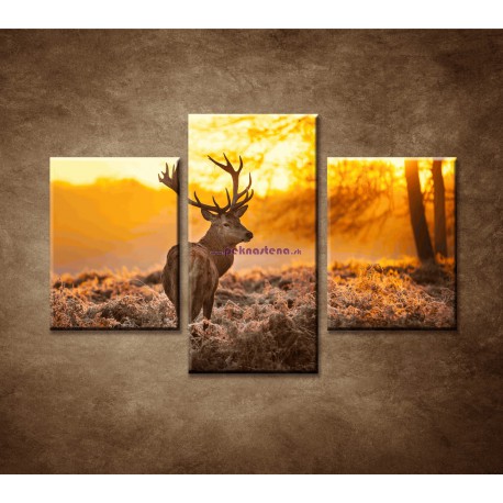 Obrazy na stenu - Jeleň - 3dielny 90x60cm