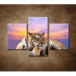 Obrazy na stenu - Tiger - 3dielny 90x60cm