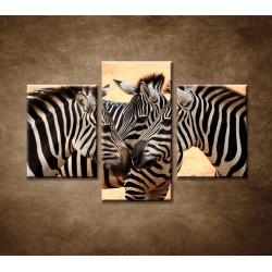 Obrazy na stenu - Tri zebry - 3dielny 90x60cm