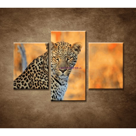 Obrazy na stenu - Africký leopard - 3dielny 90x60cm