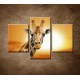 Obrazy na stenu - Žirafa - 3dielny 90x60cm