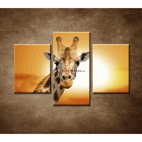 Obrazy na stenu - Žirafa - 3dielny 90x60cm
