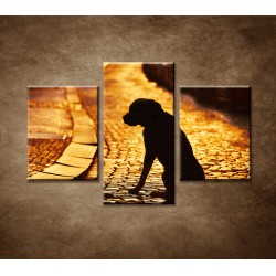 Obrazy na stenu - Čakajúci pes - 3dielny 90x60cm