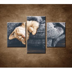 Obrazy na stenu - Spiace mačiatko - 3dielny 90x60cm