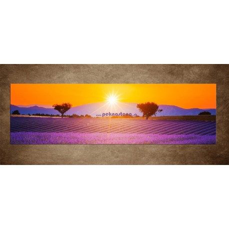 Obrazy na stenu - Levanduľové pole zo stromami