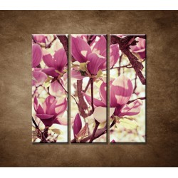 Obrazy na stenu - Kvety magnólie - 3dielny 90x90cm