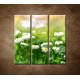 Obrazy na stenu - Kvety sedmokrásky - 3dielny 90x90cm