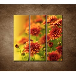 Obrazy na stenu - Jesenne chryzantémy  - 3dielny 90x90cm