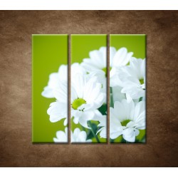 Obrazy na stenu - Biele chryzantémy - 3dielny 90x90cm