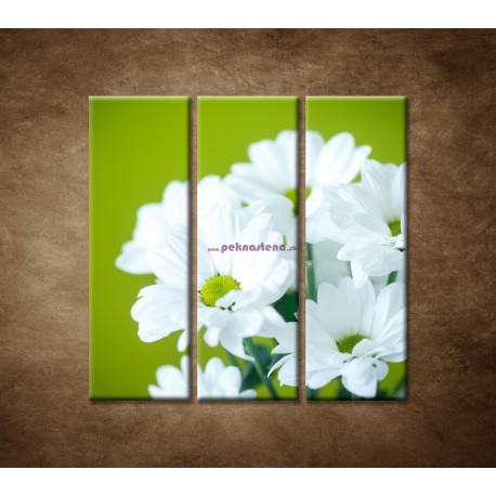 Obrazy na stenu - Biele chryzantémy - 3dielny 90x90cm