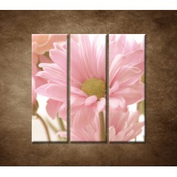 Obrazy na stenu - Ružová gerbera - 3dielny 90x90cm