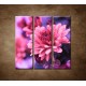 Obrazy na stenu - Ružové chryzantémy - 3dielny 90x90cm