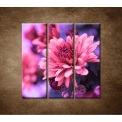 Obrazy na stenu - Ružové chryzantémy - 3dielny 90x90cm