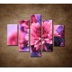 Obrazy na stenu - Ružové chryzantémy - 5dielny 100x80cm