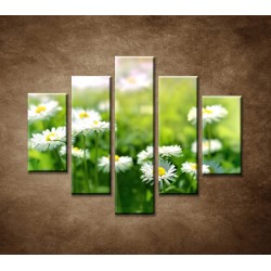 Obrazy na stenu - Kvety sedmokrásky - 5dielny 100x80cm